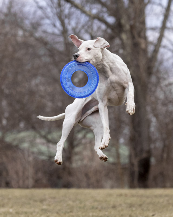 White dog leaping high in the air with Frisbee in his mouth in Northern Virginia.