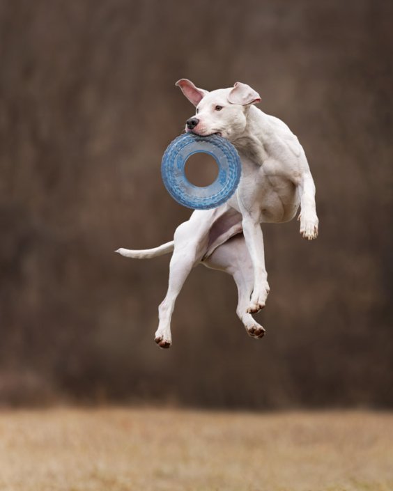 Dog jumping high in the air to catch a frisbee in Northern VA.