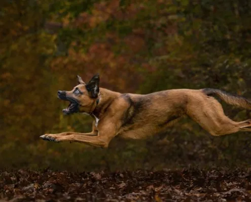 Dog Chasing Ball | Northern Virginia High-speed action shot of a dog chasing a ball in the fall