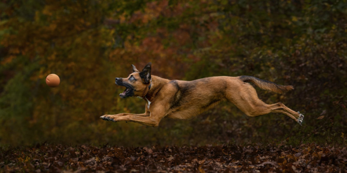 High-speed action photo of a dog chasing a ball in the fall in Northern Virgii