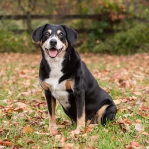 Happy dog sitting outside in the fall leaves in Loudoun County, Northern VA.