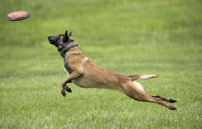 Belgian Malinois leaping for a Frisbee in the grass in Loudoun County.