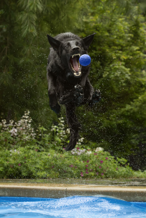 Black dog jumping in pool with mouth wide open to catch toy in Northern VA.