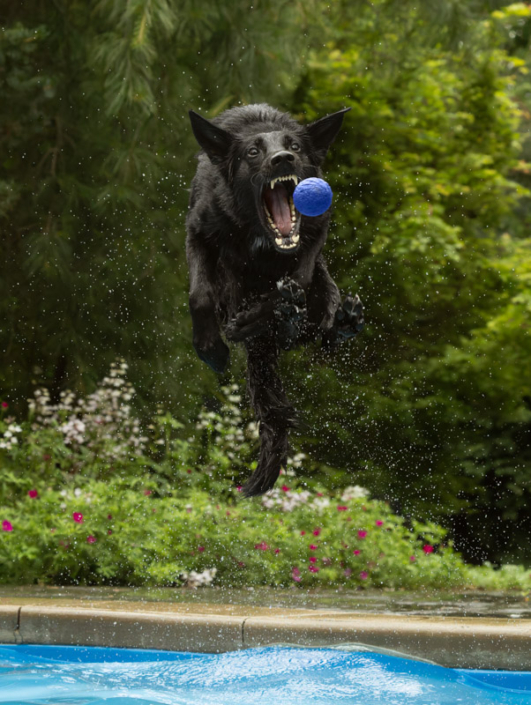 Black dog jumping in a pool to catch a ball in Northern VA.