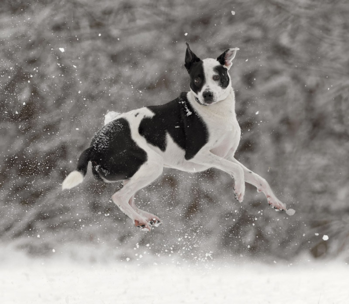 Dog leaping high while playing in the snow in Northern Virginia.