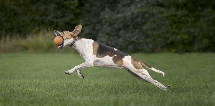 Dog leaping with mouth wide open to catch a ball in Northern Virginia.