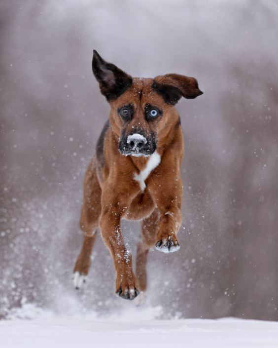 Brown dog with two different color eyes bounding through the snow in Loudoun County, VA.