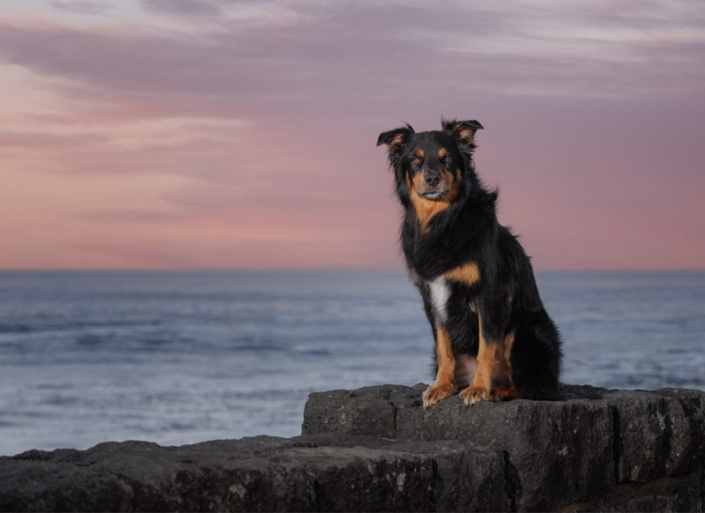 Dog sitting on a wall at the beach at sunrise.