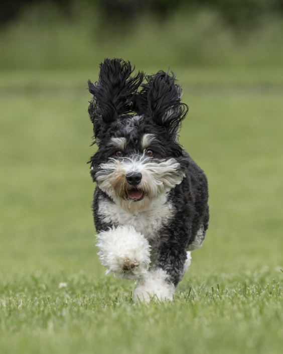 Dog joyfully running in the grass in Northern Virginia.
