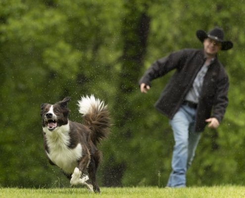 Australian Shepherd chasing a ball that her owner just threw in Northern VA.