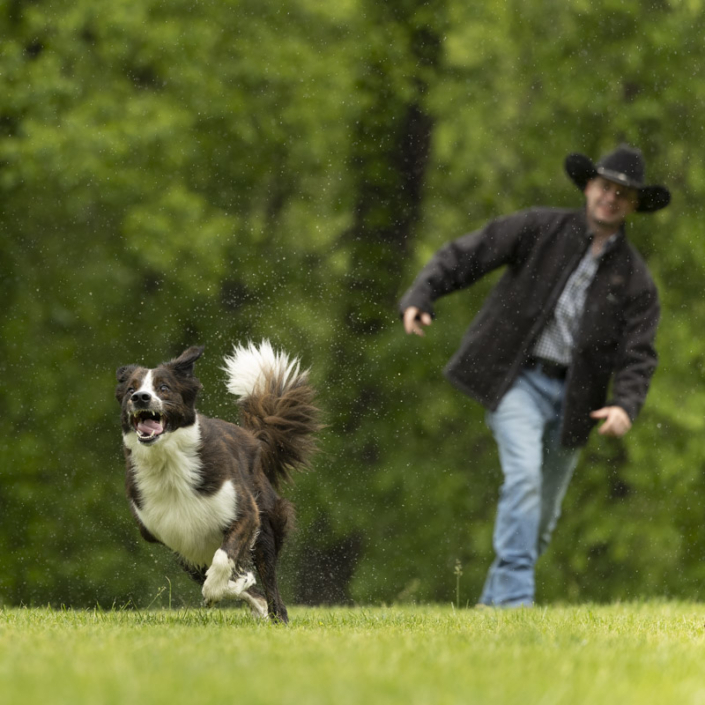 Australian Shepherd chasing a ball that her owner just threw in Northern VA.