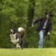 Australian Shepherd chasing a ball that her owner just threw in Northern VA.
