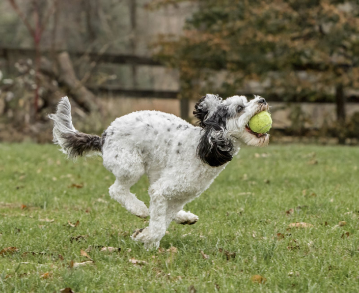 Dog running in the grass with a ball in mouth in Northern Virginia.