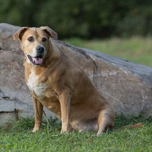 Dog sitting outside in front of a boulder in Northern Virginia.