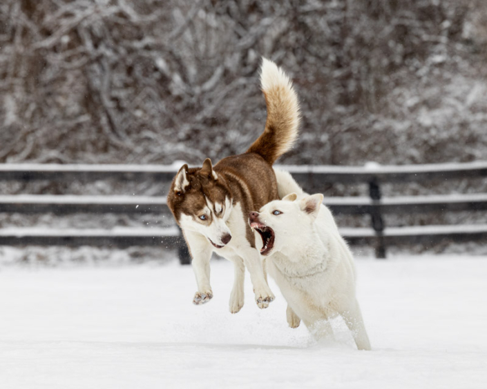 Two Siberian Huskies playing in the snow in Loudoun County.