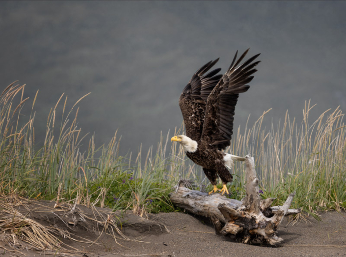 Eagle about to take off from a piece of driftwood in Lake Clark, AK.