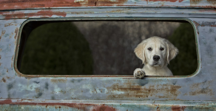 English Cream Golden Retriever looking out the back of an antique truck window in Loudoun County.