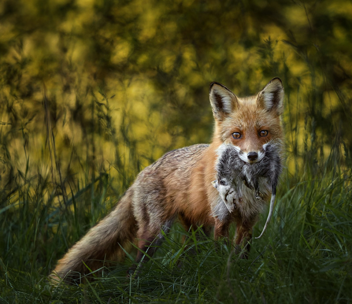 Fox standing with possum in her mouth in Northern VA.