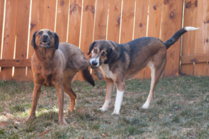 Funny photo two dogs playing together—one dog, a tripod, is holding one of the other dog's legs in her mouth.