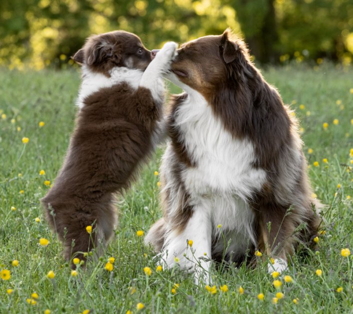 Mini Aussie puppy bopping an mini Aussie dog on the nose outside