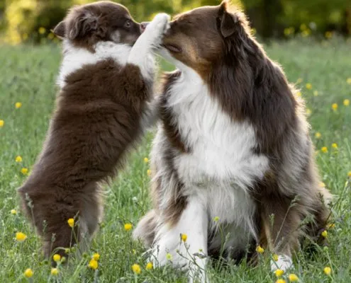 Puppy Play-Biting Older Dog | Ellen Zangla Photography Puppy play-biting an older dog outdoors in Loudoun County