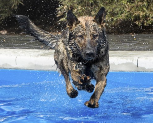 German Shepherd Dog jumping in the pool in Loudoun County.