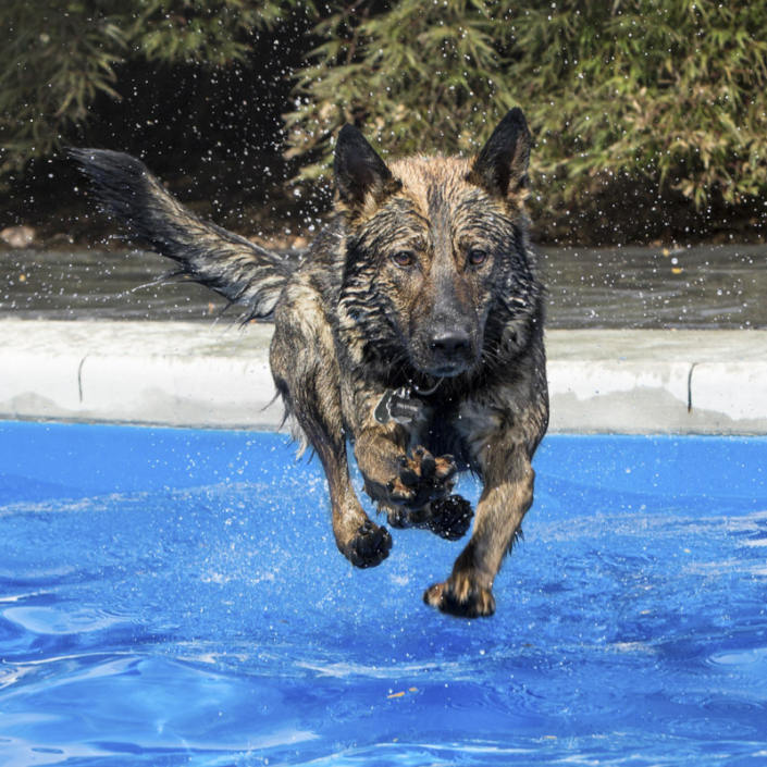 German Shepherd Dog jumping in the pool in Loudoun County.