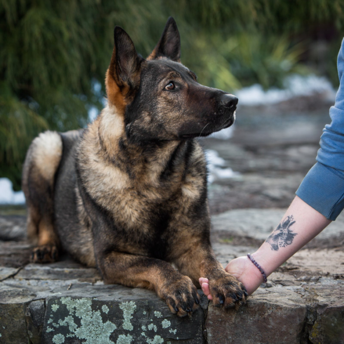 Dog resting his paw on his owner's hand and looking up at her lovingly outside in Northern Virginia.