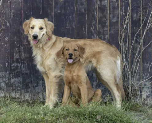Two Golden Retrievers Sitting Outside | Northern Virginia Two Golden Retrievers, one who is a puppy, sitting outside in Loudoun County.