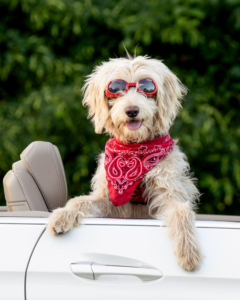 Goldendoodle looking out the window of a convertible at a pet photo shoot in Loudoun County.