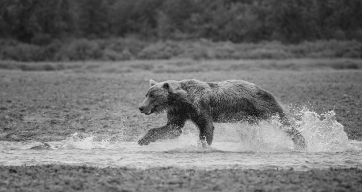 Coastal brown bear running down a stream trying to catch a salmon in Katmai, Alaska.
