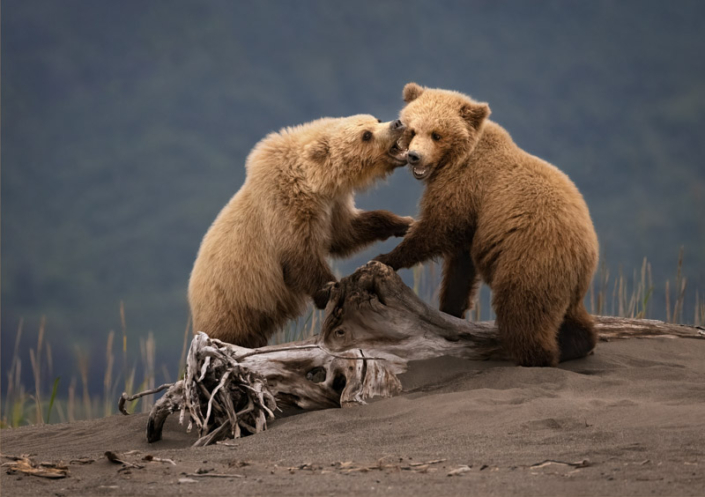 Two coastal brown bear cubs playing on the beach in Lake Clark, AK.