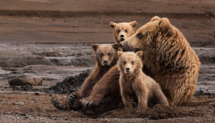 Three very young coastal brown bear cubs on the beach with their mother in Lake Clark, AK.