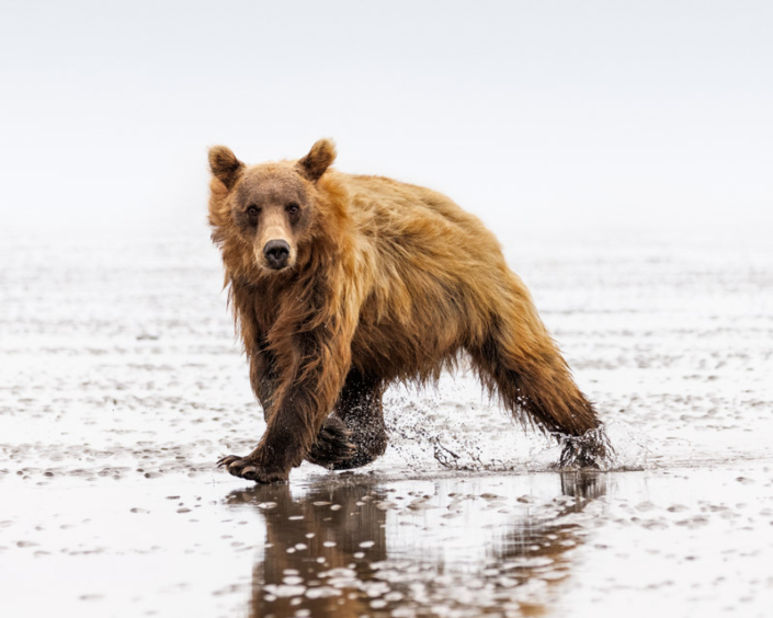 Coastal brown bear running through the water looking directly at the camera in Lake Clark, AK.