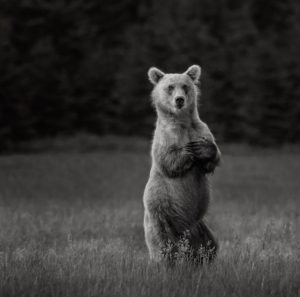 Coastal brown bear standing with arms crossed over chest in Lake Clark, AK.