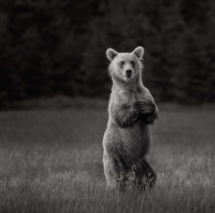 Coastal brown bear standing with arms crossed over chest in Lake Clark, AK.