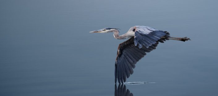 Heron flying with one wing tip dipped in the water at Huntley Meadows.