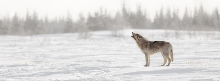 Lone wolf howling in the snow in Manitoba, Canada.