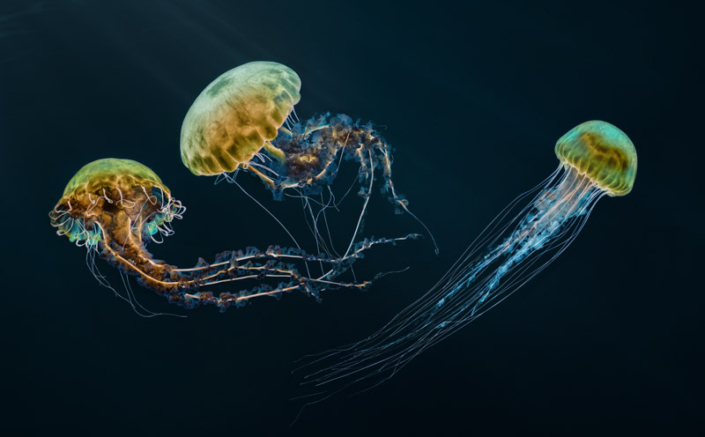 Three colorful jellyfish in the Baltimore Aquarium.