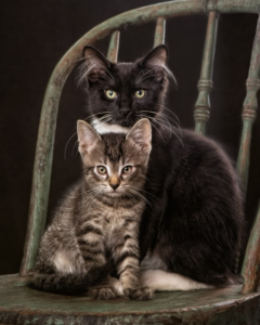 Two kittens sitting on a chair together in Leesburg Virginia.
