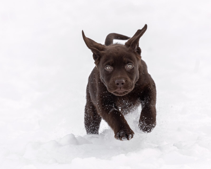 Chocolate Lab puppy running in the snow in Loudoun County.