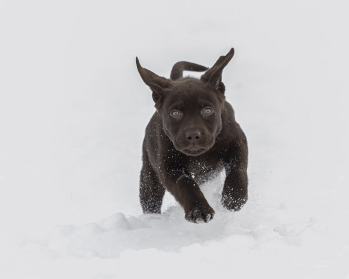 Chocolate Lab puppy running in the snow in Loudoun County.