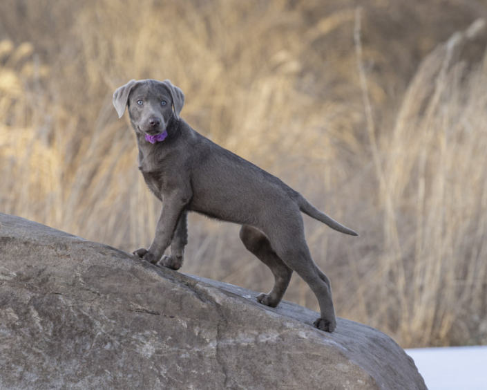 Silver Lab puppy standing on a boulder outside in front of a field in Loudoun County.