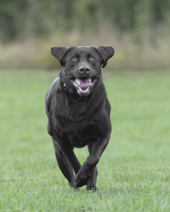 Labrador Retriever running in the grass in Northern Virginia.