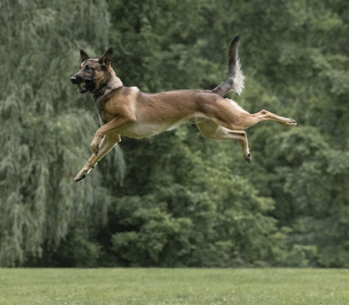 Belgian Malinois dog leaping high in the air in Northern Virginia.