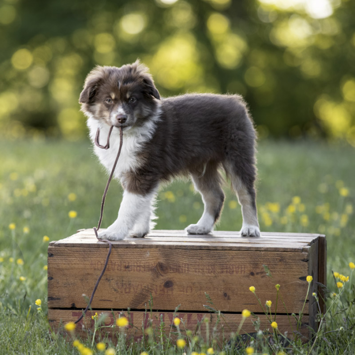 Mini Aussie puppy standing on a crate in the buttercups with a leash in his mouth outside in Loudoun County.