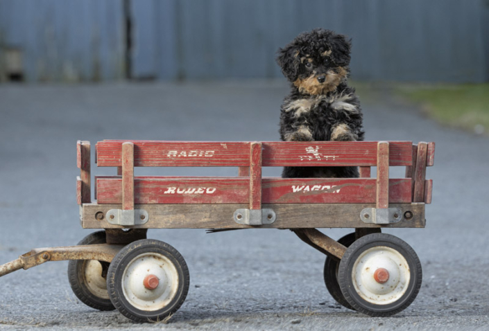 Mini Bernedoodle in an antique Radio Flyer wagon outside in Loudoun County.