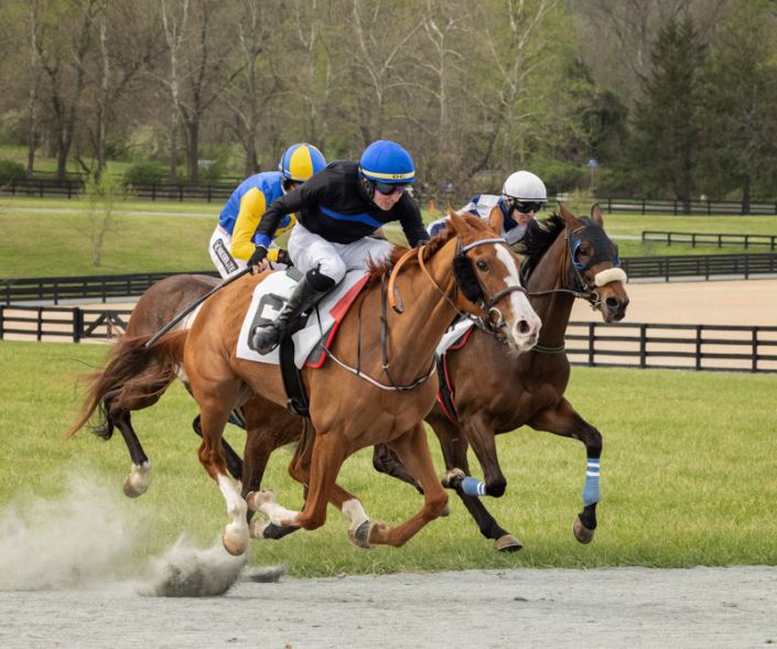 Three horses racing in Morven Park in Leesburg, VA.