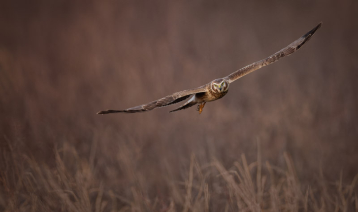 Harrier flying with wings spread in the Outer Banks, NC.