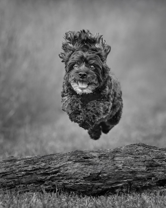 Older dog joyfuly leaping over a log in Northern Virginia.